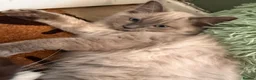 Ragdoll cats for sale: Tica Registered Mink Ragdolls - Advert 9