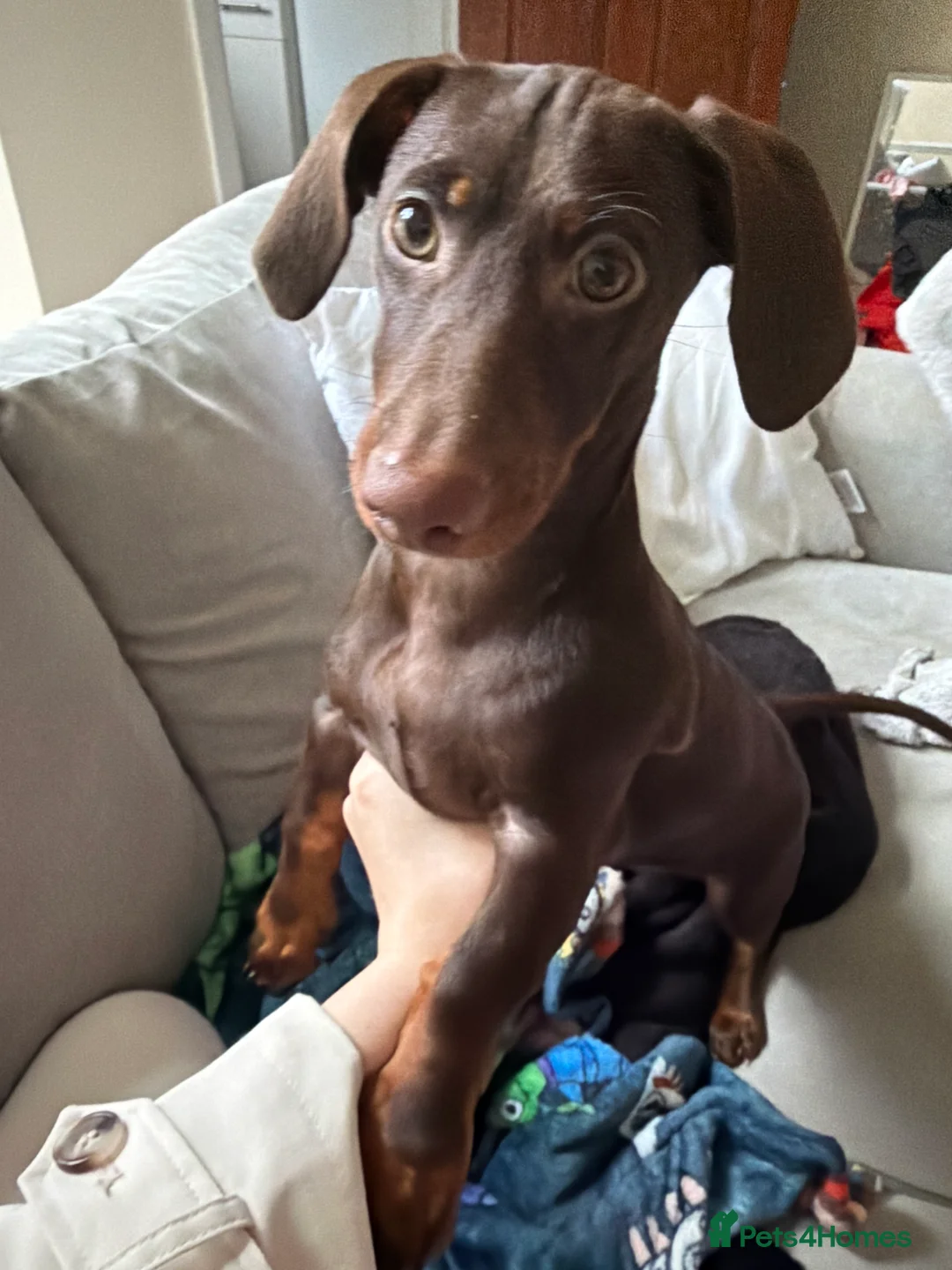 Miniature Dachshund dogs for sale: Miniature dachshund/ winnie - Advert 2