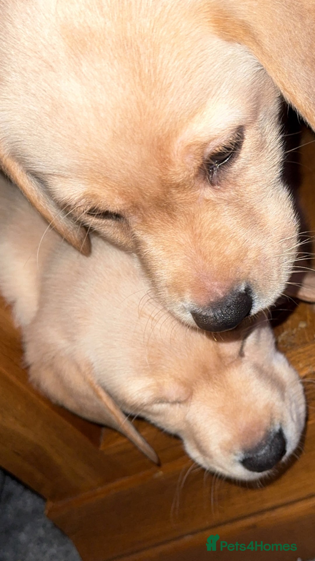 Labrador Retriever dogs for sale: 9 week old Labrador Puppies, - Advert 6
