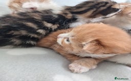Mixed Breed cats for sale: Fore sale 120 - Image 3