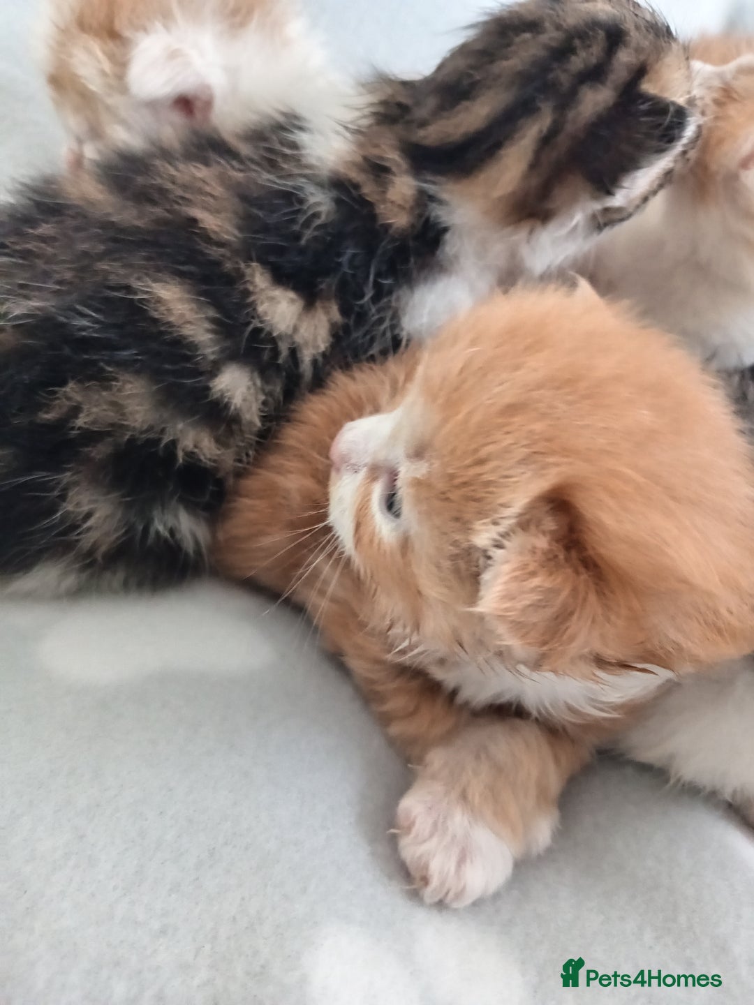 Mixed Breed cats for sale: Fore sale 120 - Image 3