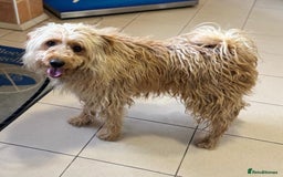Mixed Breed dogs for adoption: Wonderful Marcus needs a loving home - Image 7