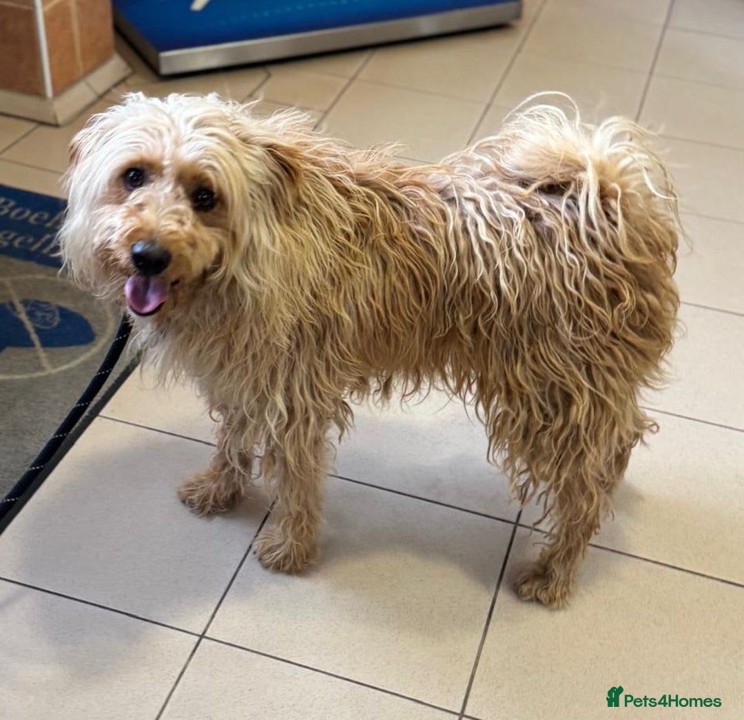 Mixed Breed dogs for adoption: Wonderful Marcus needs a loving home - Image 7