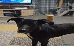 Whippet dogs for sale: 2 older beautiful dogs  - Image 3