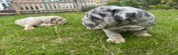 English Bulldog dogs for sale: Top Quality English Bulldog Pups Not Your Usual  in Colchester - Advert 22