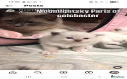 Ragdoll cats for sale: My beautiful Mink litter ready to view  - Image 2