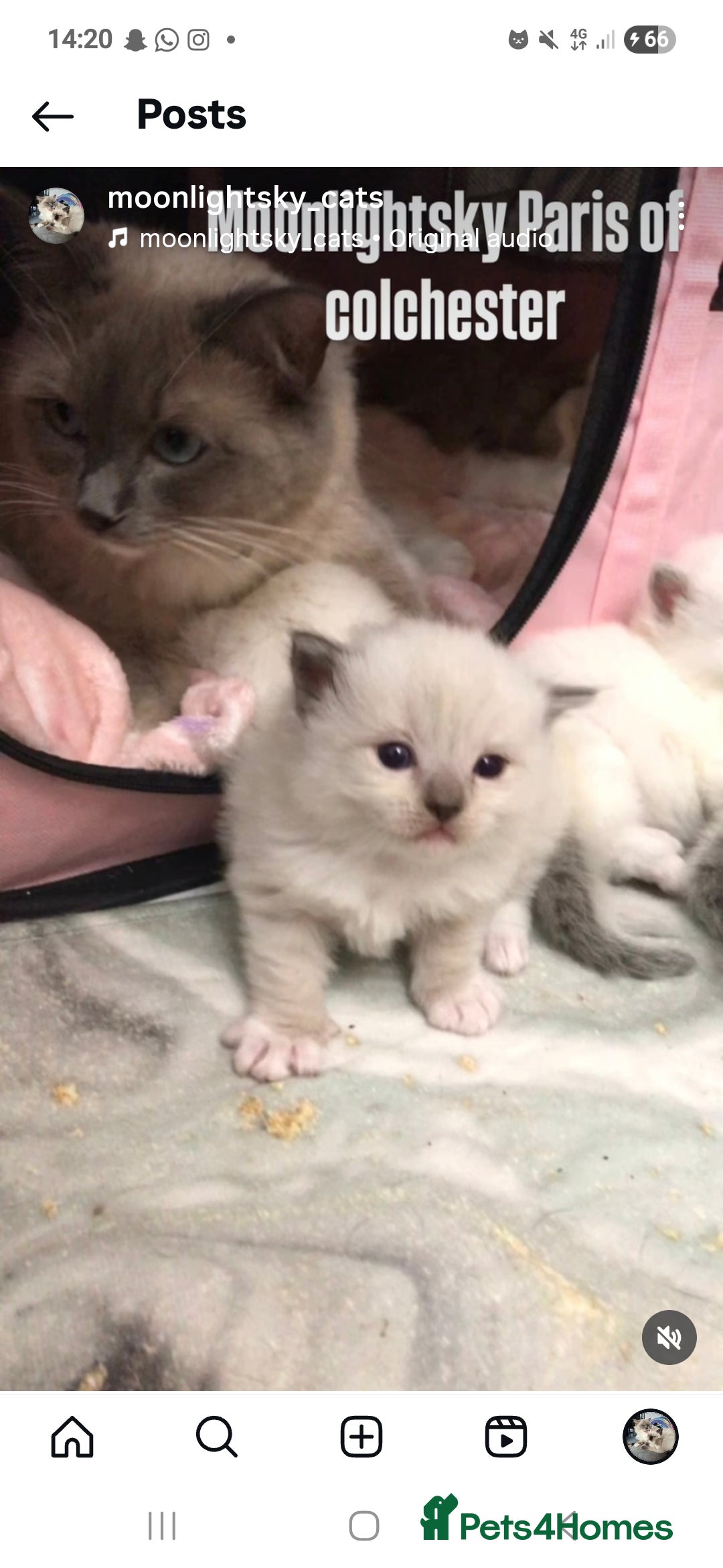 Ragdoll cats for sale: My beautiful Mink litter ready to view  - Image 2