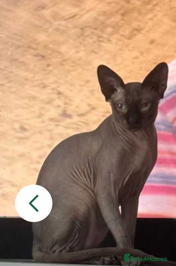 Sphynx cats Gorgeous Proven Sphynx For Stud - Advert 4