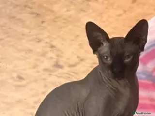 Sphynx cats Gorgeous Proven Sphynx For Stud - Advert 4