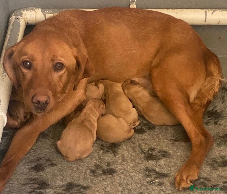 Labrador Retriever dogs Fox Red Labradors - Advert 17