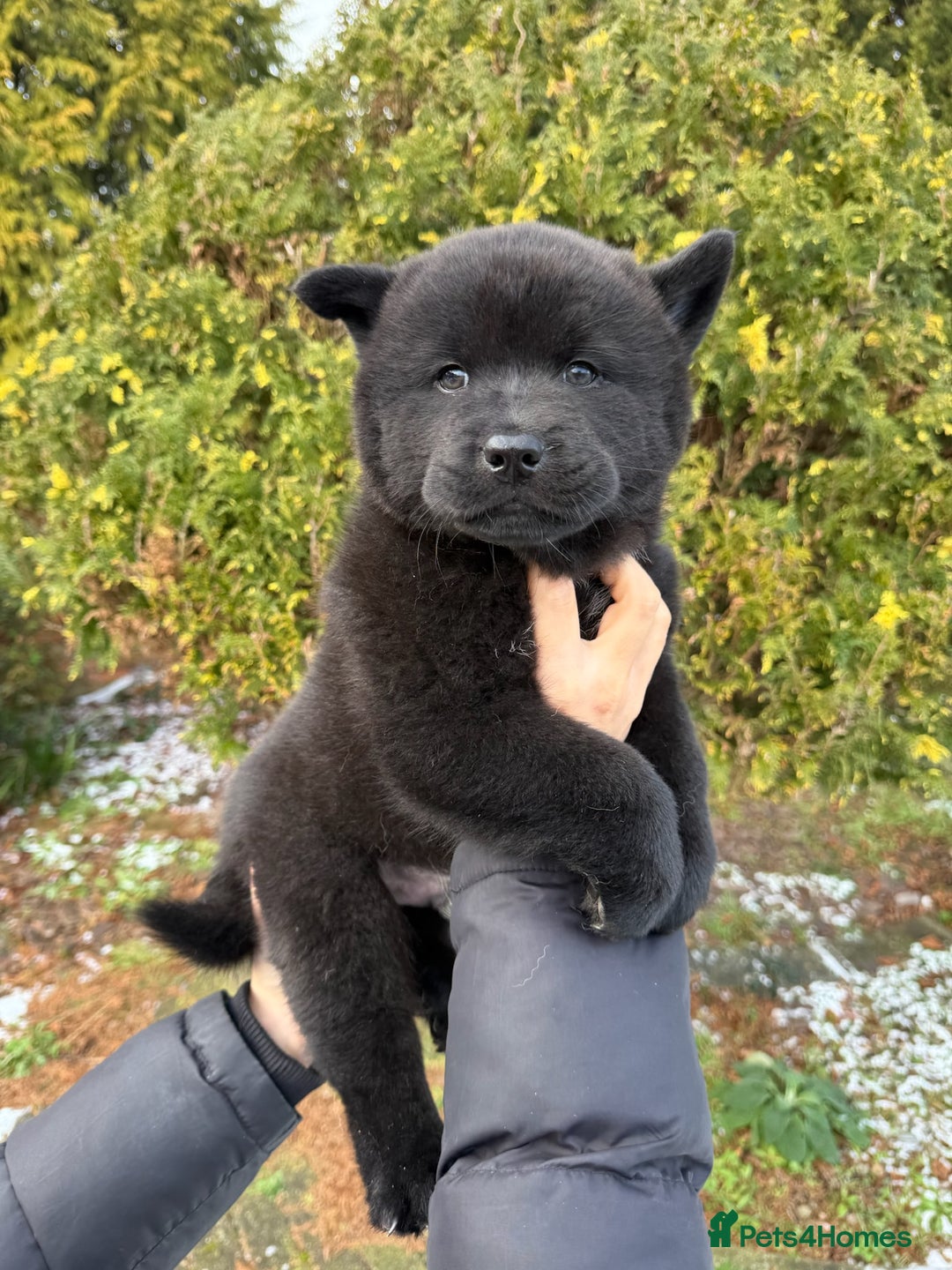 Mixed Breed dogs for sale: chowski / chow chow x Siberian husky - Advert 2