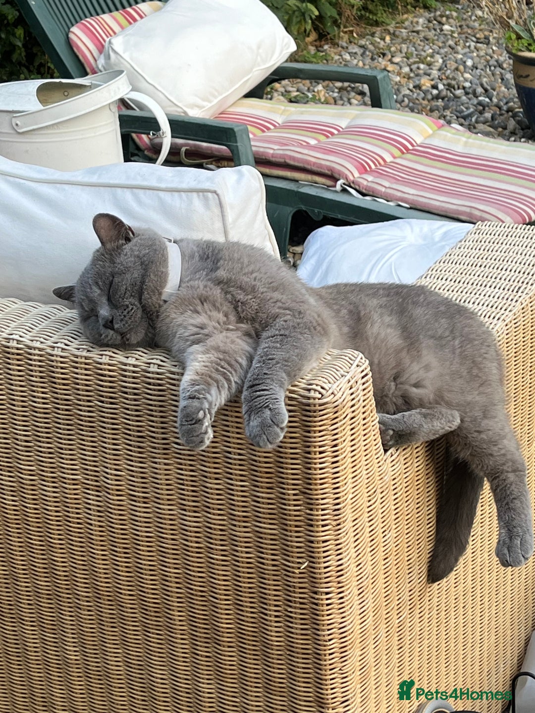 British Shorthair cats for sale: Beautiful female kitten - Image 2