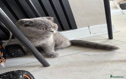 British Shorthair cats for sale: British short hair  in Heckmondwike - Image 4