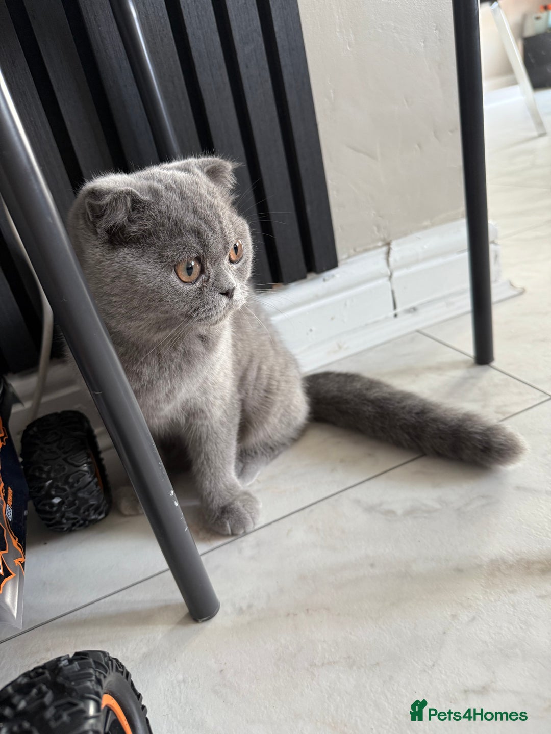 British Shorthair cats for sale: British short hair  in Heckmondwike - Image 4