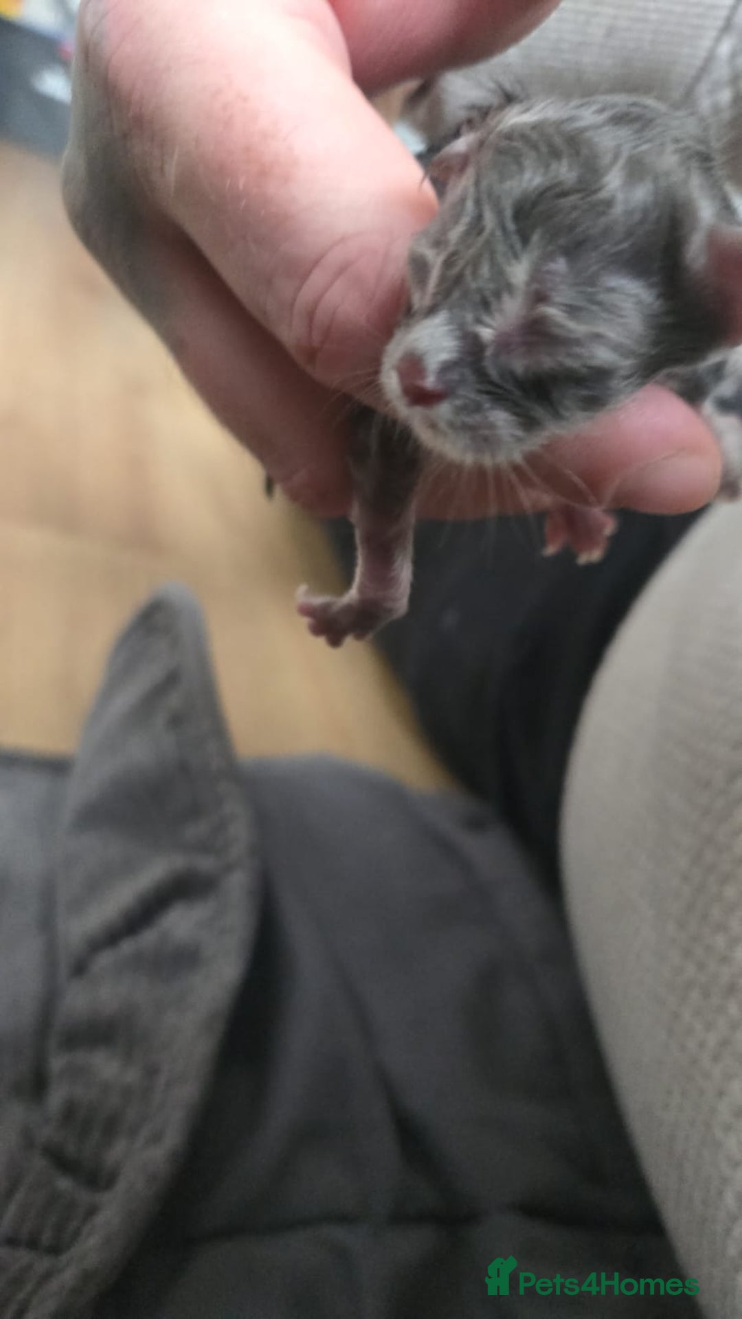 Maine Coon cats for sale: Russian maincoon kittens  - Advert 4