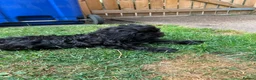 Cavapoo dogs for sale: ⭐️4 Stunning little black cavapoos⭐️ - Advert 12