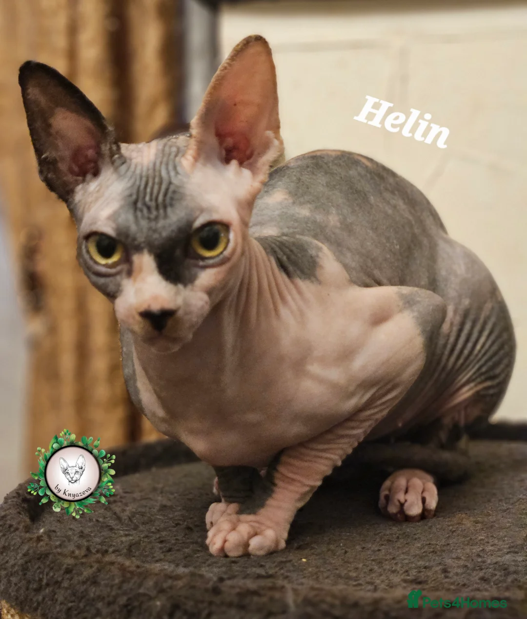 Sphynx cats for sale: Beautiful Canadian Sphynx Champion father line ❤️  - Advert 19