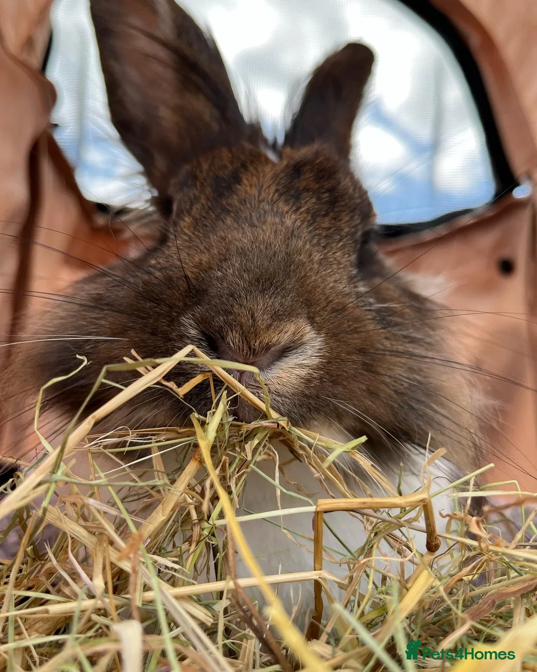 Mixed Breed rabbits for sale: Indoor Rabbit – Lovely Starter Companion - Advert 8