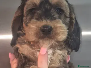 Cockapoo dogs F1 SHOW extensively health tested cockerpoo - Advert 15