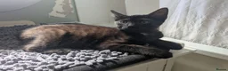 Mixed Breed cats for sale: Beautiful mixed breed kittens - Advert 7