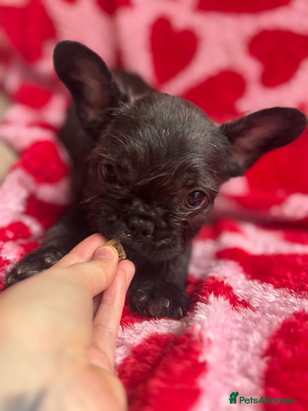 French Bulldog dogs for sale: Reduced price!!! Beautiful French bulldog pups  - Advert 2