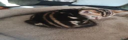 Mixed Breed cats for sale: Half and full Bengal  - Advert 12