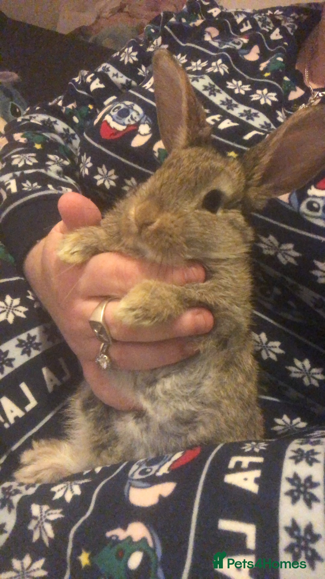 English Lop rabbits for sale: 7 weeks old English lop - Advert 2