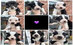 Border Collie dogs for sale: Border collie puppies for sale  - Image 9