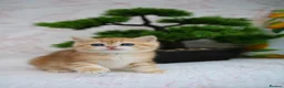 British Shorthair cats for sale: 💙British shorthair kittens ready now💙 - Advert 20