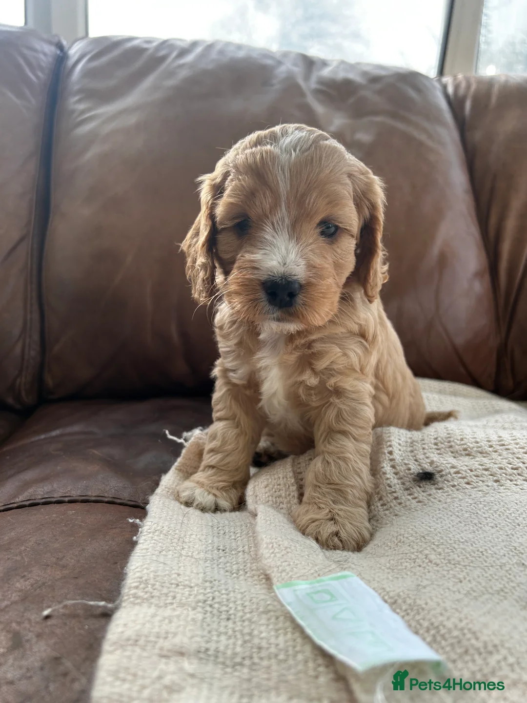 Cockapoo dogs for sale: READY TO GO 3 Golden Cockapoos  - Advert 24