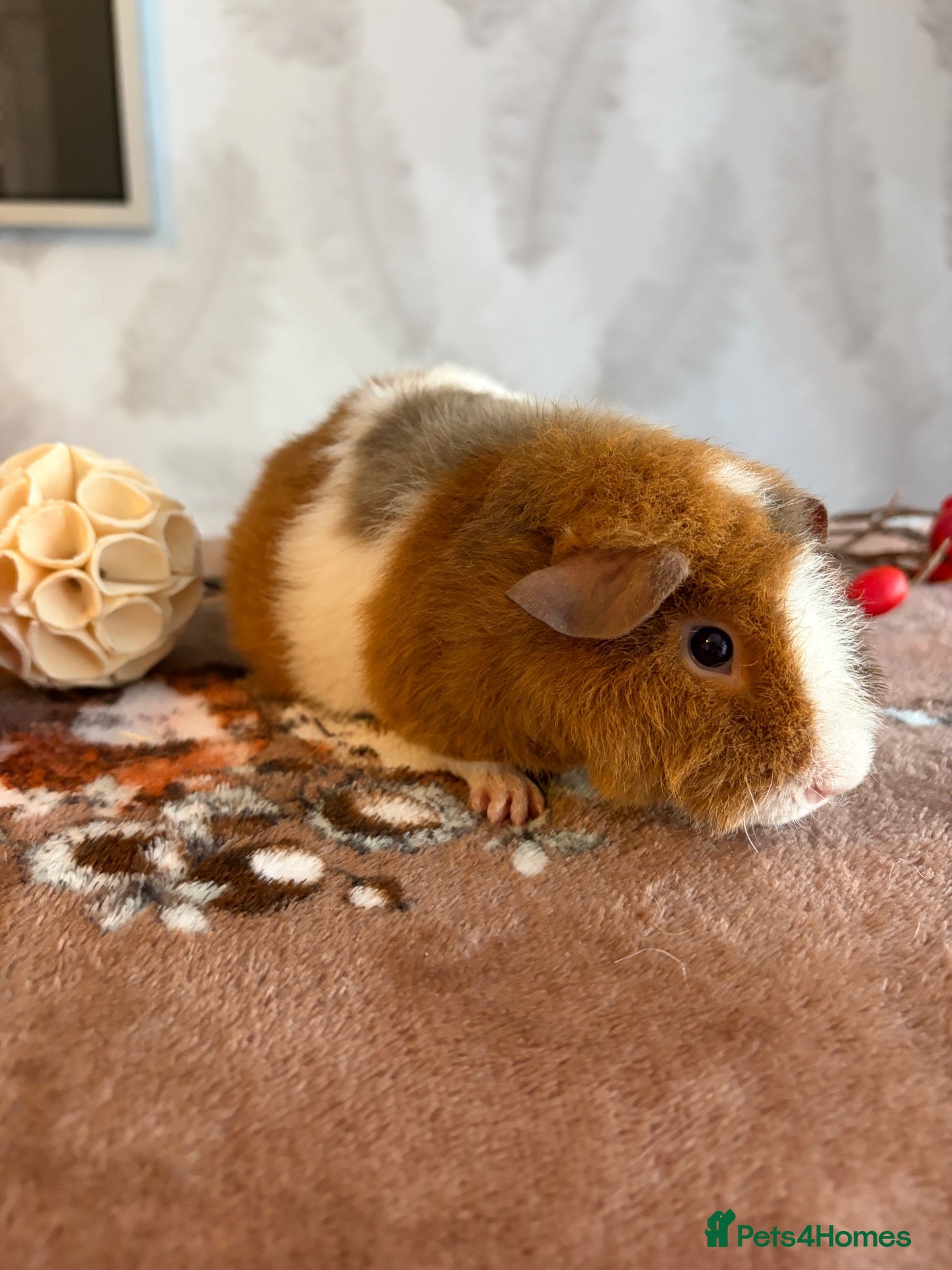 Guinea Pig rodents Beautiful pure Teddy guinea pigs  - Advert 1