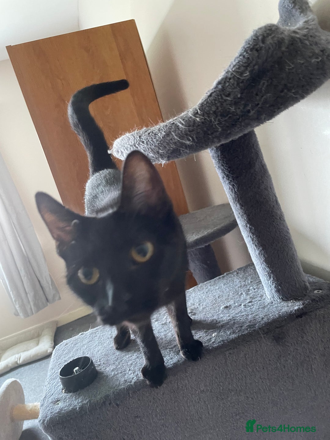 Domestic Shorthair cats for sale: Short haired black cat - Image 3