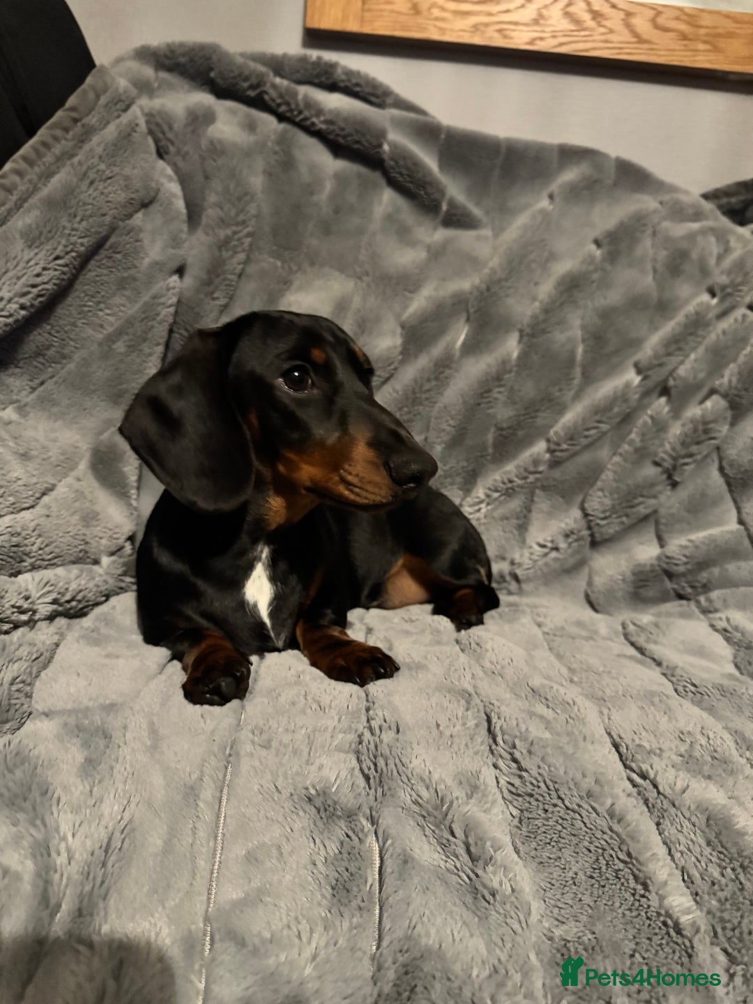 Miniature Dachshund dogs for sale: Stunning KC REG Miniature Dachshund puppy - Image 3