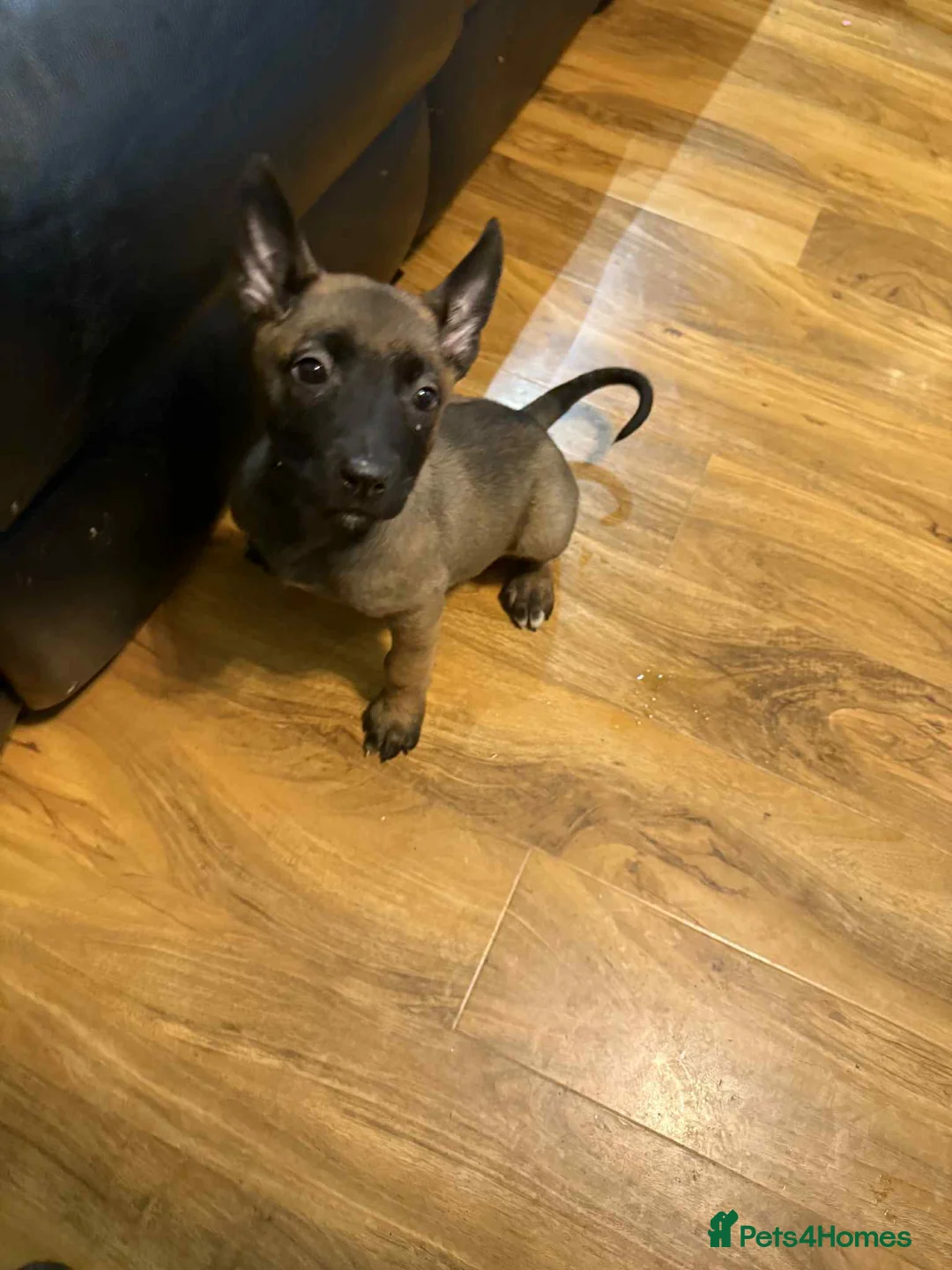 Belgian Shepherd Dog dogs for sale:  1 girl left belgian malinois - Advert 7