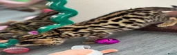 Savannah cats for sale: 🏵️ WORLDS BEST LINES 🏵️ Savannah F2 & F3 Kittens - Advert 11