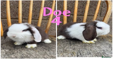 Mini Lop rabbits - Advert 6