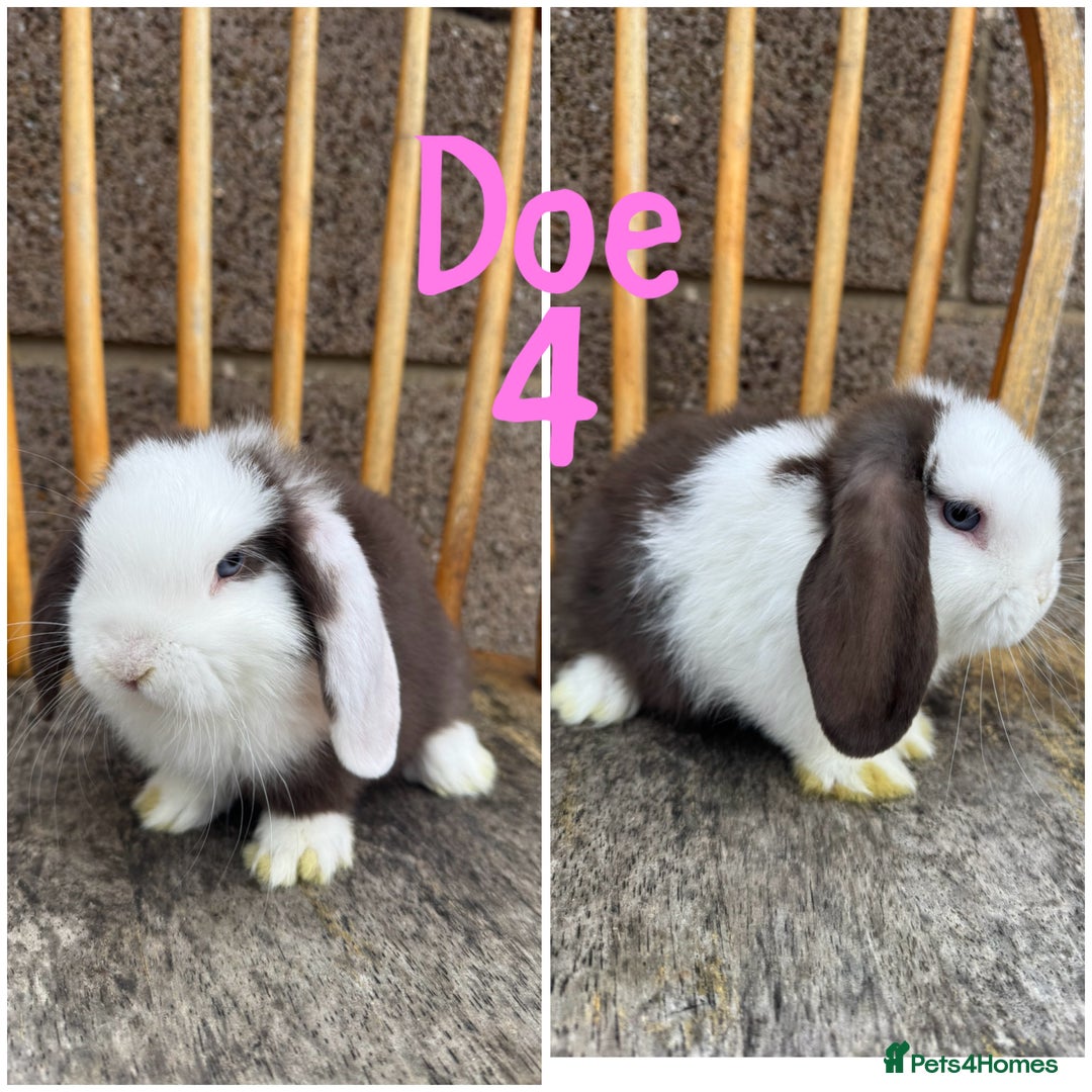 Mini Lop rabbits for sale: Pure breed mini lop male and female  - Image 4