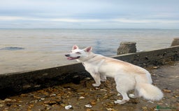 German Shepherd dogs for sale: Beautiful KC Registered White German Shepherd - Image 6