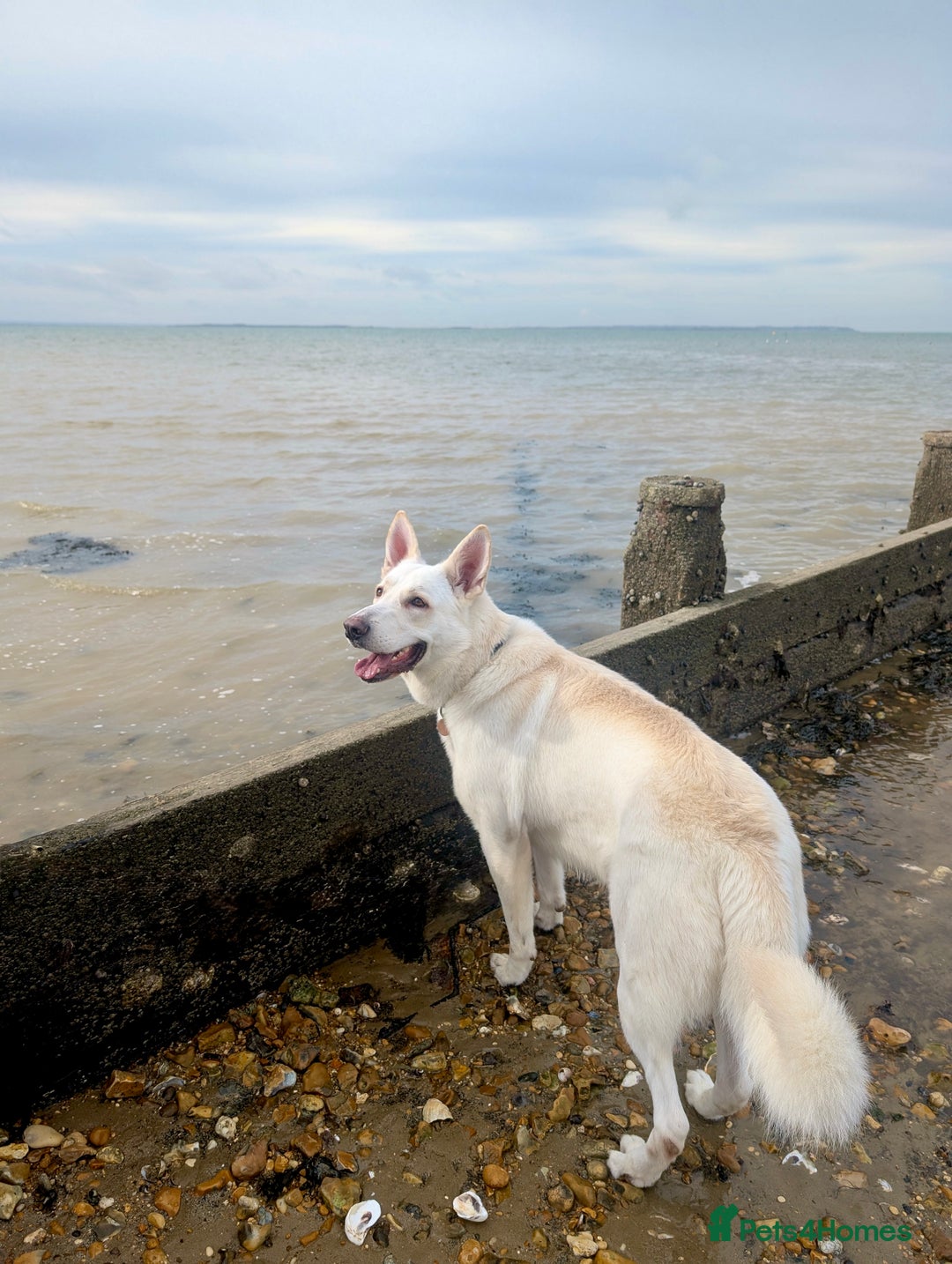 German Shepherd dogs for sale: Beautiful KC Registered White German Shepherd - Image 6