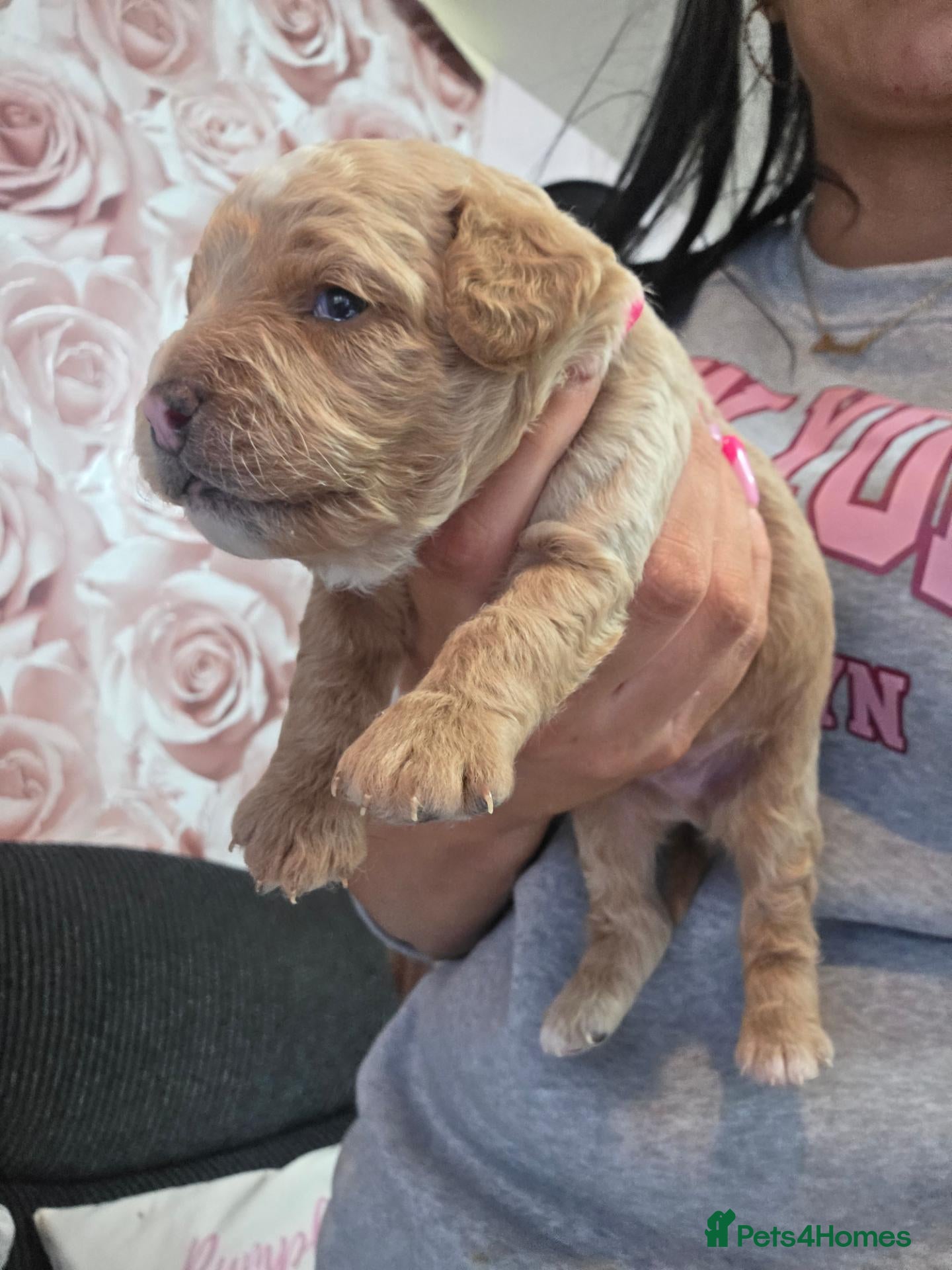 Cavapoo dogs 1 beautiful cavapoo baby boy ready for Halloween  - Advert 5