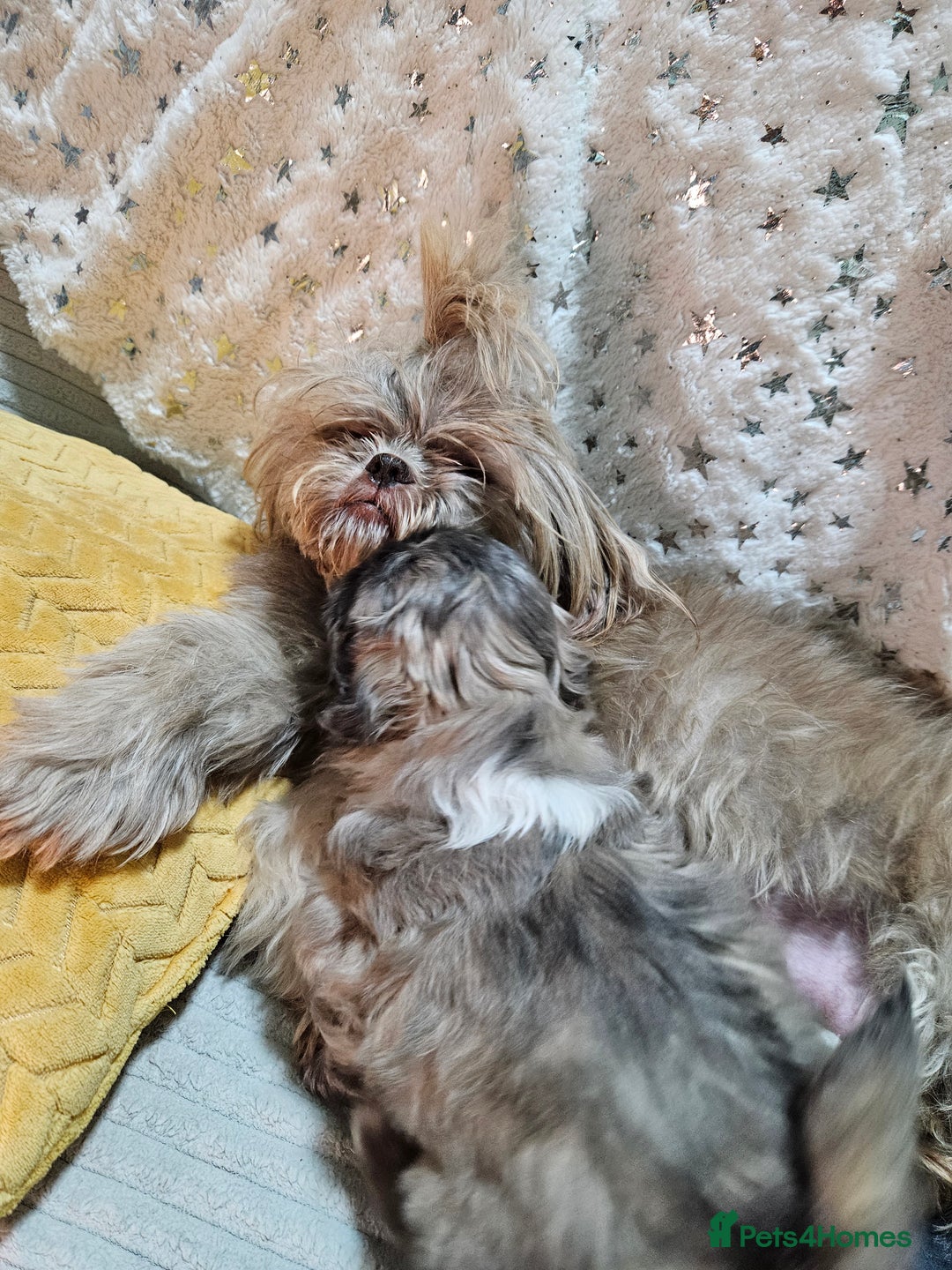 Shih Tzu dogs for sale: Adorable Shih I Puppies For Sale - 3 Boys & 1 Girl - Advert 14