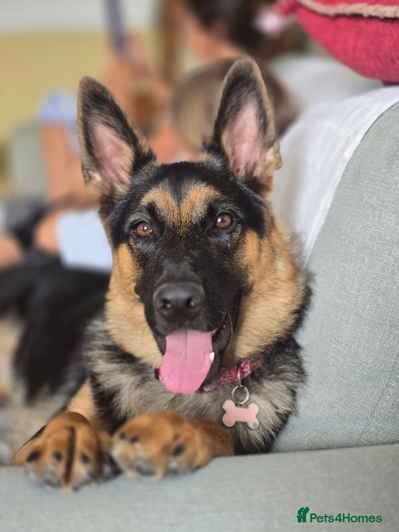 German Shepherd dogs Beautiful, Clever, German Shepherd  - Advert 1