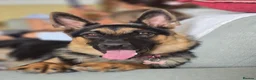 German Shepherd dogs for sale: Beautiful, Clever, German Shepherd  - Advert 1