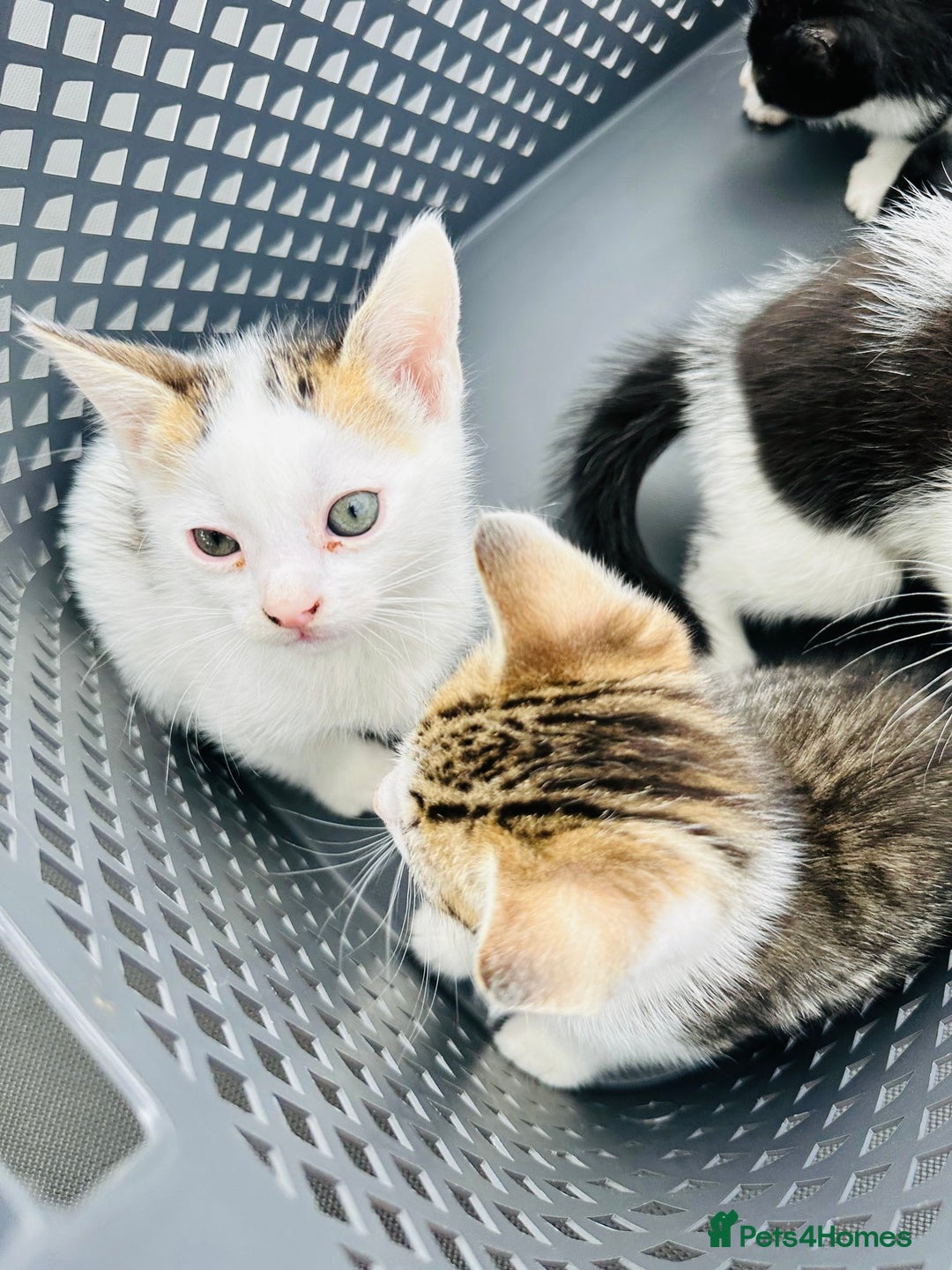 Domestic Shorthair cats for sale: 4 Domestic Shorthair Kittens  - Image 5