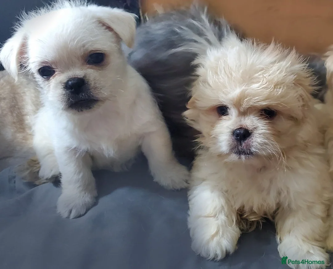 Mixed Breed dogs for sale: Shih tzu cross Pug puppies - Advert 19