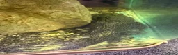 Cichlids fish for sale: Mixture of fish - Advert 4