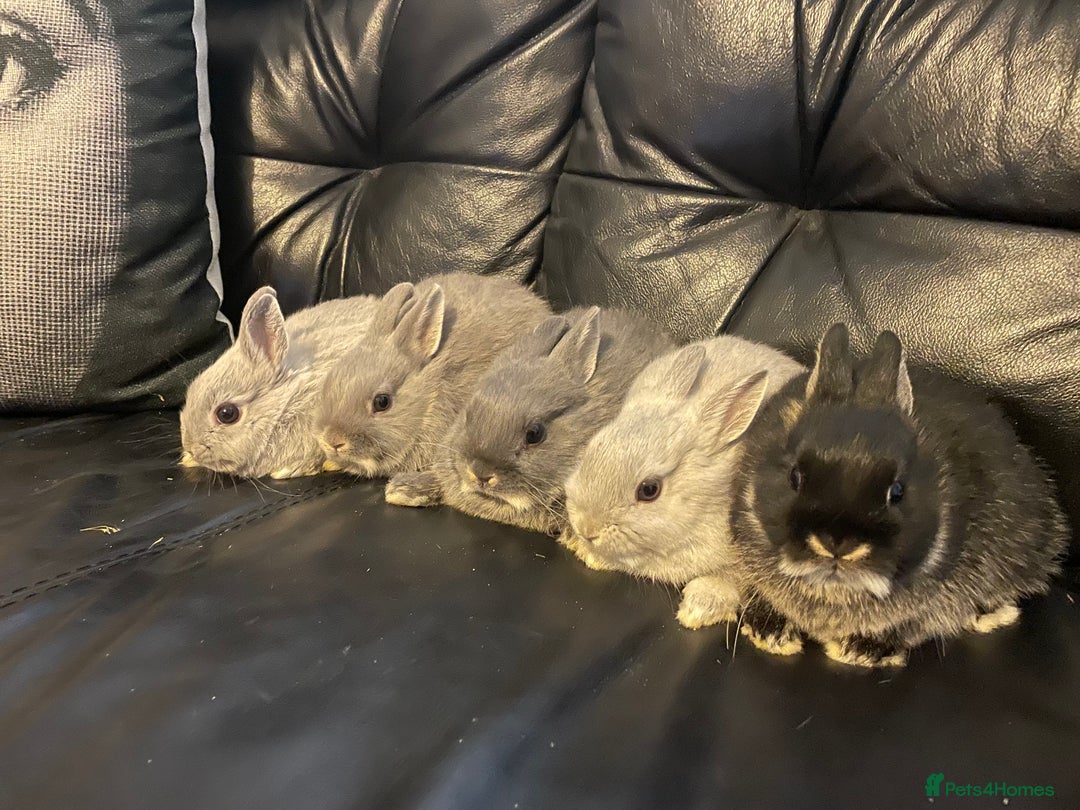 Netherland Dwarf rabbits for sale: NETHERLAND DWARF BABY RABBITS - Advert 5