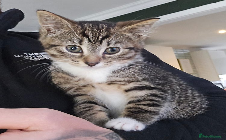 Mixed Breed cats - Advert 8