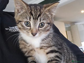 Mixed Breed cats - Advert 31