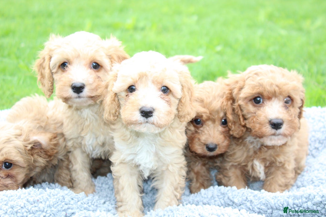 Cavapoochon dogs for sale: Stunning litter of Cavapoochons Ready Thursday  - Image 10